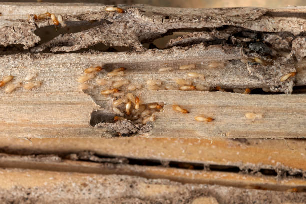 Best Bed Bug Extermination  in Painesville, OH