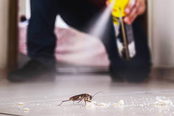 Best Flea Control Services  in Painesville, OH
